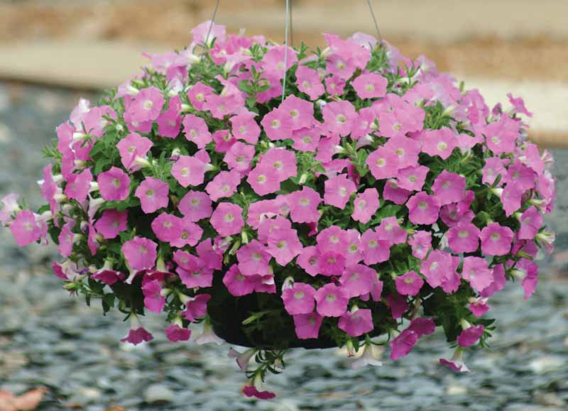 Petunia 'Shock Wave Pink Shades'